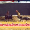 การเช็คความพร้อมของไก่ชน ก่อนนำออกชนเพื่อล่าแชมป์