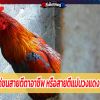 ไก่ชนสายตีตาอาชีพ หรือสายตีแม่นวงแดง