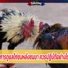 การดูแลไก่ชนหลังชนมา ควรปฏิบัติอย่างไร