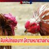 ฝันเห็นไก่เยอะมาก มีความหมายว่าอย่างไร