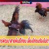 แนวทางการพัฒนาสายพันธ์ไก่ชนเลี้ยงไก่ชนต้องไม่ตามกระแส