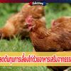 8 วิธีลดต้นทุนการเลี้ยงไก่ด้วยอาหารเสริมจากธรรมชาติ