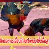 การฝึกและการเลี้ยงไก่ชน(ไก่หนุ่ม)ขั้นพื้นฐาน...?