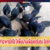 สูตรการทำอาหารไก่ไข่ ไก่พื้นบ้านเพื่อลดต้นทุน ไข่ดก เนื้อเยอะ