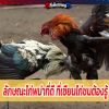 ลักษณะไก่พม่าที่ดี ที่เซียนไก่ชนต้องรู้