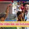 ส่อง !! ประวัติไก่ชน“เจ้าเยียร์เขาลือลั่น” แชมป์ 15.4 ล้าน สนามชนไก่มหาลาภ