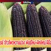 มหัศจรรย์ 'ข้าวโพดหวานม่วง' พันธุ์ใหม่-ฝักใหญ่ ฝีมือคนไทย