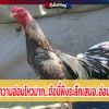 นิสัยไก่พม่า ข้อนี้พึงระลึกเสมอ..อ่อนไหวอย่างไร