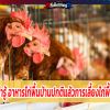 อาหาร ไก่เด็ด   หลักในการให้อาหารไก่พื้นบ้านมีดังต่อไปนี้