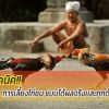 การเลี้ยงไก่ชน แบบได้ผลจริงเเละถูกต้อง