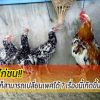 รู้ไหมว่า ไก่ชนก็สมารถเปลี่ยนเพศได้ ? เรื่องนี้กิดขึ้นได้อย่างไร 