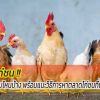 ตลาดไก่ชนมีแบบไหนบ้าง พร้อมแนะวิธีการหาตลาดไก่ชนที่น่าเชื่อถือ