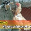 ความรู้ไก่ชน การดูลักษณะไก่เก่งตอนเล็กๆ 