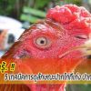 สาระน่ารู้.... 5 เทคนิคการดูลักษณะปากไก่ที่เก่ง ปากไก่ที่สวยงาม