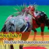 สุดยอดไก่ชนม้าล่อ ไก่เชิงชนยอดนิยมของบรรดาเซียน