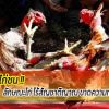 สาระน่ารู้...ลักษณะไก่ ไร้สัญชาติญาณ