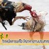 สาระน่ารู้.... 7เทคนิคการแก้ไข ไก่อาการทางประสาทขณะเข้าชน