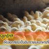 การเลี้ยงลูกไก่ ให้ปลอดภัยไม่เป็นอันตรายและอาหารที่เหมาะสม