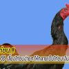 7 วิธีเลี้ยงไก่ชนง่ายๆ ให้กลายเป็นไก่ชนเงินล้าน