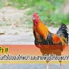 รู้จักจุดเด่นทั่วไปของไก่พม่า และสายพันธุ์ไก่ชนพม่าที่มีชื่อเสียง