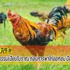 ข้อปฏิบัติตามธรรมเนียมโบราณ ก่อนการพาไก่ออกชน มีอะไรบ้าง