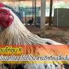 สีของหงอนไก่ชนบ่งบอกโรคอะไรได้บ้าง สาระดีๆที่คนเลี้ยงไม่ควรมองข้าม