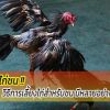 สาระน่ารู้...วิธีการเลี้ยงไก่สำหรับชน มีหลายอย่างหลายชนิด