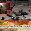 ไก่ชนเงินล้าน “ป่าก๋อยลำพูน” อีกสัตว์เศรษฐกิจเพื่อชาวบ้าน