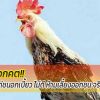 ไก่ชนอกคต อกเบี้ยว ไม่ดี ห้ามเลี้ยงออกชน จริงมั้ย