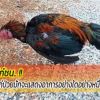 สาระน่ารู้.... #วิธีสังเกตุไก่ป่วย!!!!