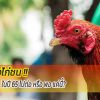 ทิศทางของไก่ชน ในปี 65 ไปต่อหรือพอ แค่นี้?