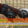 สาระน่ารู้...4 เทคนิคการบริหารกล้ามเนื้อไก่ชนเหล่าป่าก๋อย 100