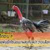 แนวทางการหาสายพันธุ์ไก่ไซง่อนมาผสมกับพม่า ว่าจะเลือกแบบไหนดี