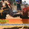 ไก่ที่ชนผิดฟอร์มนี่เกิดจากหลายสาเหตุ พิจารณาดูสาเหตุเหล่านี้