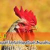 เรื่องสีของหงอนไก่ ไปดูกันว่าไก่คุณเป็นอะไร สีหงอนไก่บอกโรคอะไร