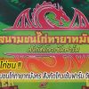 โปรแกรมแข่งขันไก่ชน ณ สนามชนไก่ทายาทมังกร สังกัดโกวเซ้มฟาร์ม วันที่ 6 ก.พ. 65