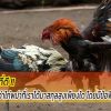 ลักษณะไก่ชนพม่าที่ดีและมีแววรุ่ง