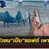 “รองสมศักดิ์”เตรียมดัน“วัวชน”เป็น“ซอฟต์ เพาเวอร์”