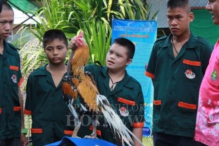 เลี้ยงไก่ชนนเรศวรเหลืองหางขาว ฝึกทักษะ นร.ออทิสติก