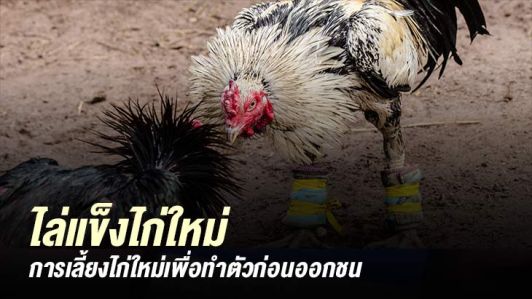 เทคนิคการไล่แข็งไก่พม่า เทคนิคการไล่แข็งไก่พม่า