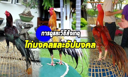 13 ลักษณะไก่อัปมงคล ที่ไม่ควรเลี้ยง 13 ลักษณะไก่อัปมงคล ที่ไม่ควรเลี้ยง