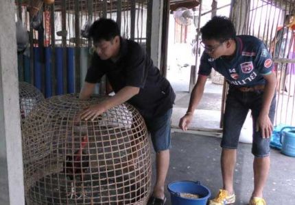 หนุ่มชัยนาทหนีแล้ง เพาะไก่ชนขาย รายได้เดือนละกว่า 2 หมื่น หนุ่มชัยนาทหนีแล้ง เพาะไก่ชนขาย รายได้เดือนละกว่า 2 หมื่น