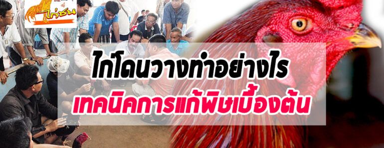 การรักษาไก่ชนวิธีล้างพิษไก่โดนวางยา  การรักษาไก่ชนวิธีล้างพิษไก่โดนวางยา