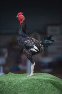 พ่อพันธุ์เยียซิ่ง+สาเบิร์ด  พ่อพันธุ์เยียซิ่ง+สาเบิร์ด