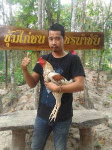 “เจ้าซีดาน จูเนียร์” ทายาทอุ้ยเสี่ยวป้อ แห่งซุ้มไก่ชน เพชรนำชัย! ยอดพ่อพันธุ์ดาว “เจ้าซีดาน จูเนียร์” ทายาทอุ้ยเสี่ยวป้อ แห่งซุ้มไก่ชน เพชรนำชัย! ยอดพ่อพันธุ์ดาว