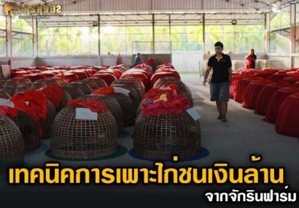 เทคนิคการเพาะไก่ชนเงินล้าน จากจักรินฟาร์ม เทคนิคการเพาะไก่ชนเงินล้าน จากจักรินฟาร์ม