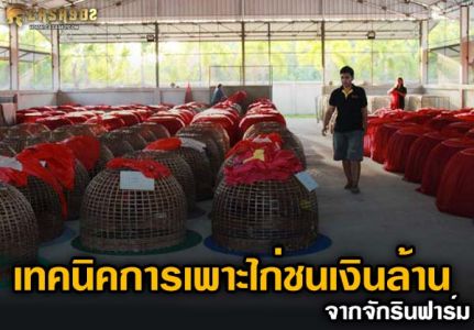 เทคนิคการเพาะไก่ชนเงินล้าน จากจักรินฟาร์ม