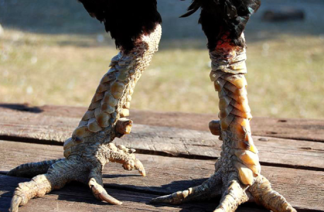 การดูลักษณะของไก่ชนไซ่ง่อนที่นิยมนำมาเลี้ยง ตามตำราการดูโหงวเฮงไก่ชน การดูลักษณะของไก่ชนไซ่ง่อนที่นิยมนำมาเลี้ยง ตามตำราการดูโหงวเฮงไก่ชน