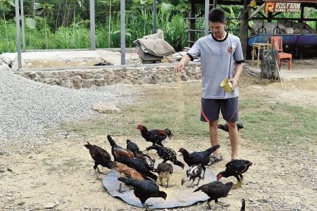 วัยรุ่นไทยไม่ไร้สาระ ใช้เวลาว่างเลี้ยงไก่ชน ทำเงินปีละหลายหมื่นบาท วัยรุ่นไทยไม่ไร้สาระ ใช้เวลาว่างเลี้ยงไก่ชน ทำเงินปีละหลายหมื่นบาท