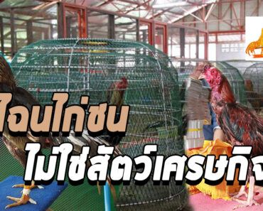 ทำไมไก่ชนถึงไม่ใช่สัตว์เศรษฐกิจทั้งที่สร้างรายได้มูลค่าหลายล้านบาทต่อปี